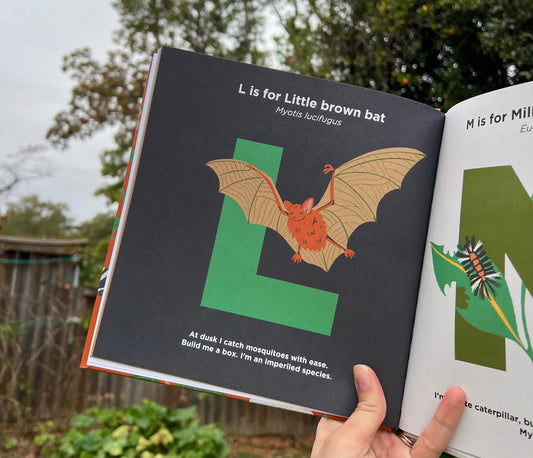 Halloween fun with the Little Brown Bat